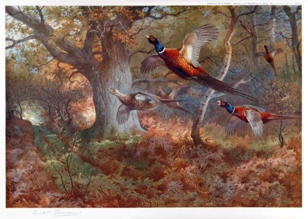 Archibald Thorburn Pheasants Through the Oak Wood